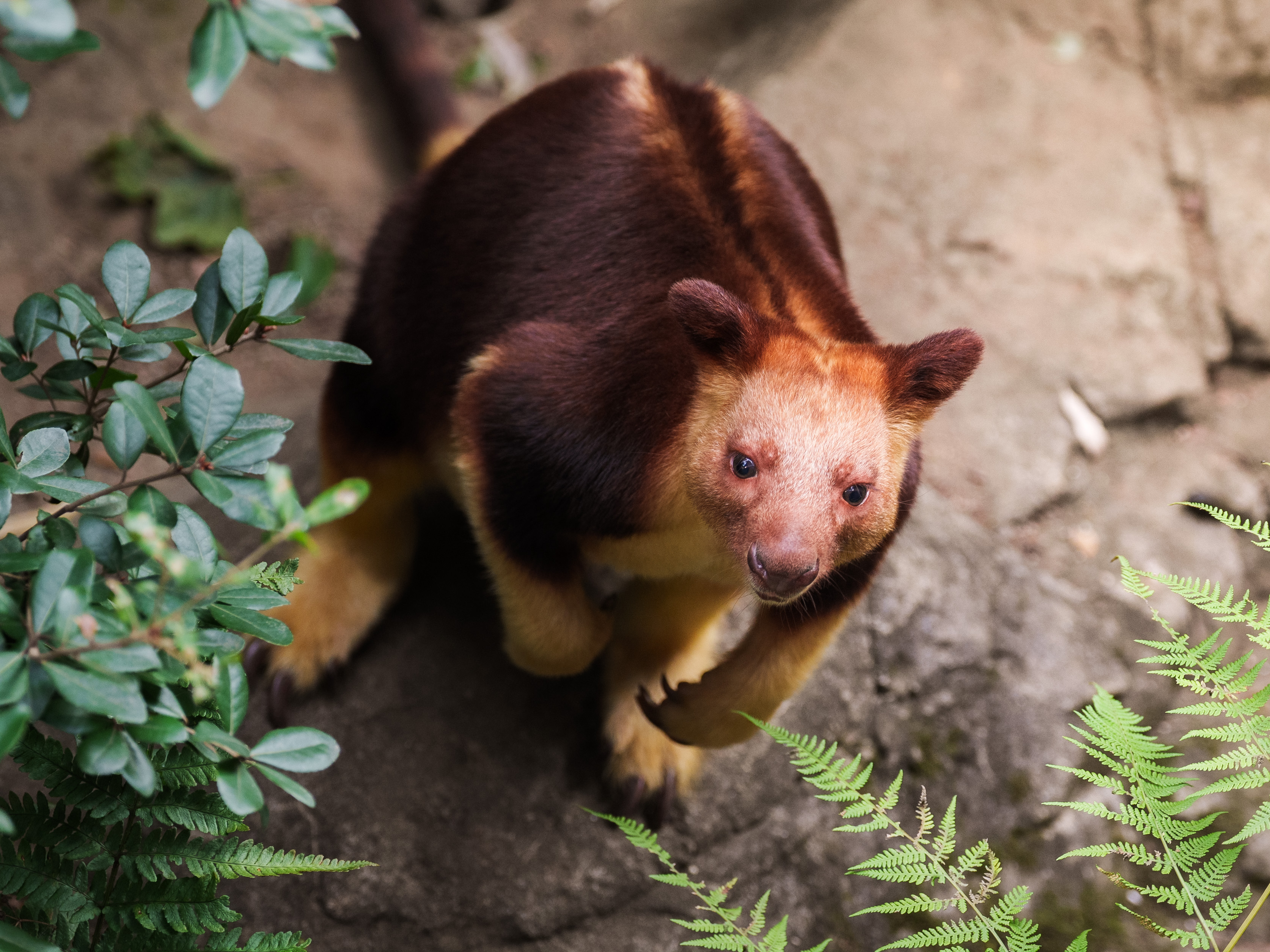 セスジキノボリカンガルー